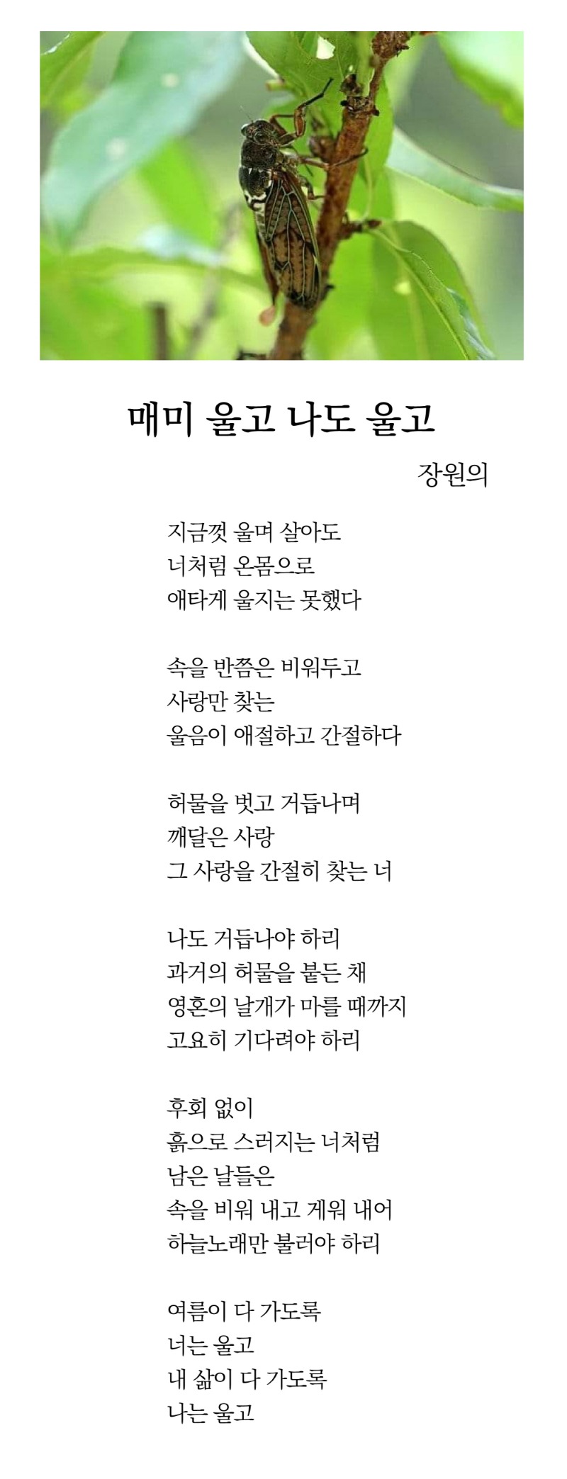 [크기변환]매미.jpg