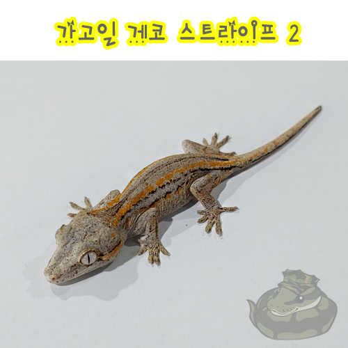 가고일5.jpg