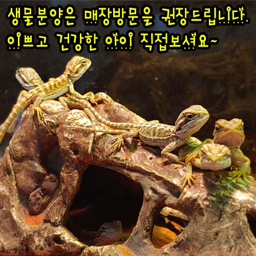 비어디1111.jpg