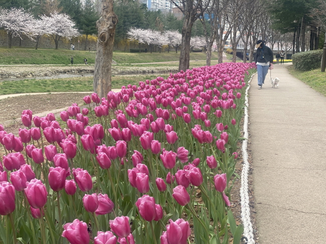 [크기변환]3.28(김해 대청·율하천 수변공원 봄꽃 천지)사진3.jpg